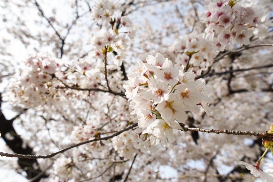 岡崎城　桜