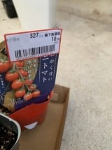 安売りされたトマトの苗